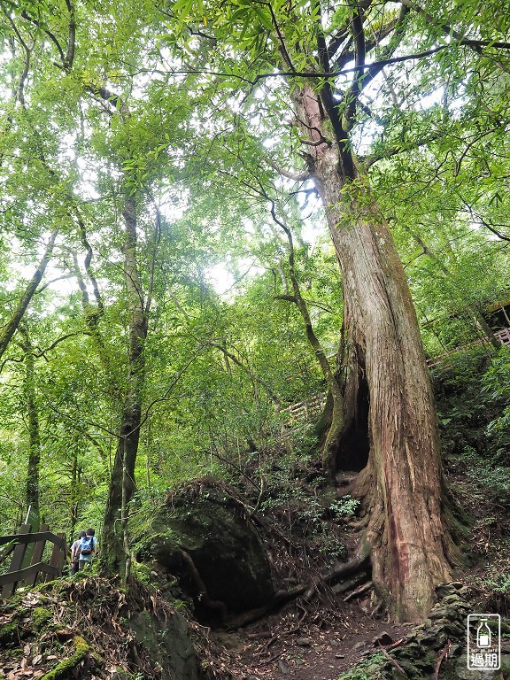 拉拉山神木群步道