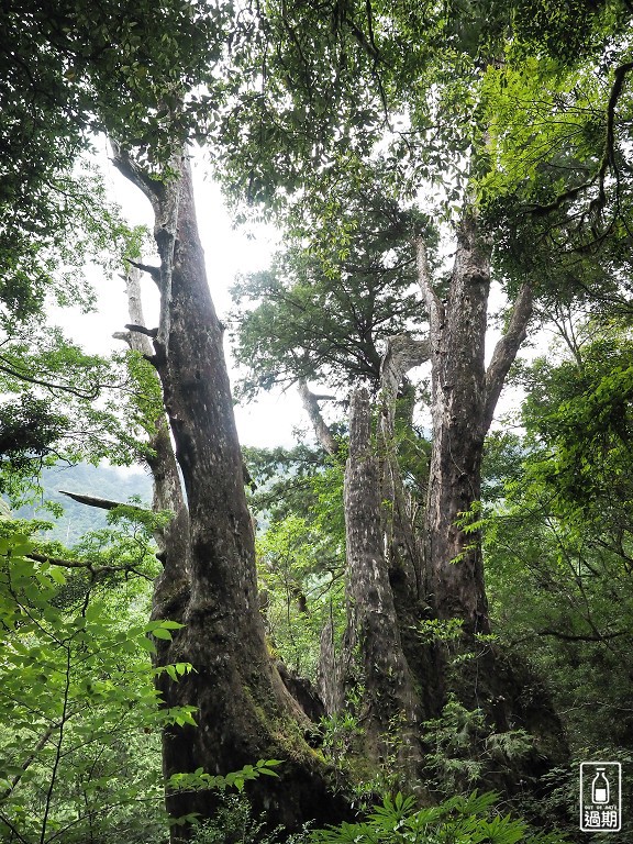 拉拉山神木群步道