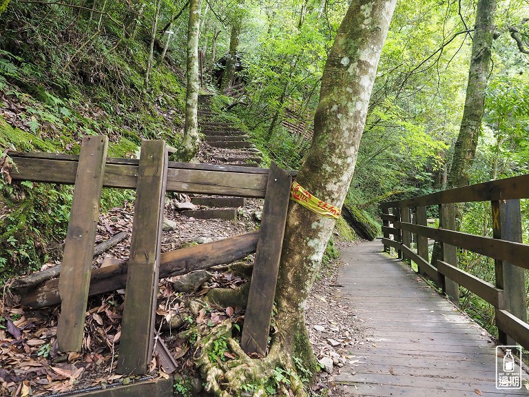 拉拉山神木群步道