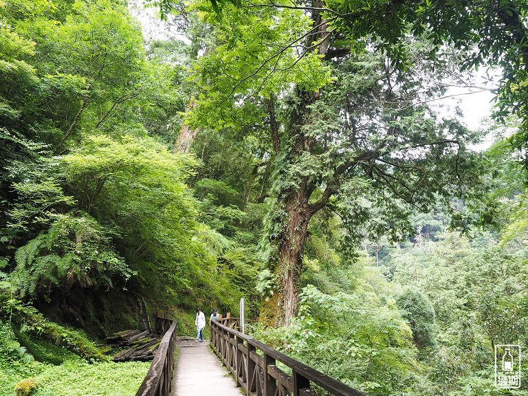 拉拉山神木群步道