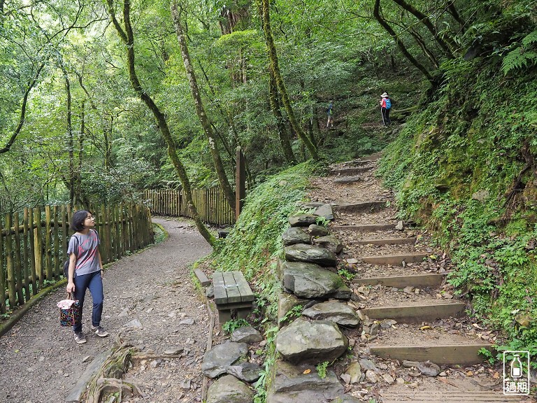 拉拉山神木群步道