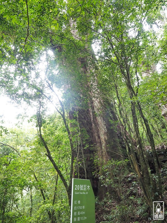 拉拉山神木群步道