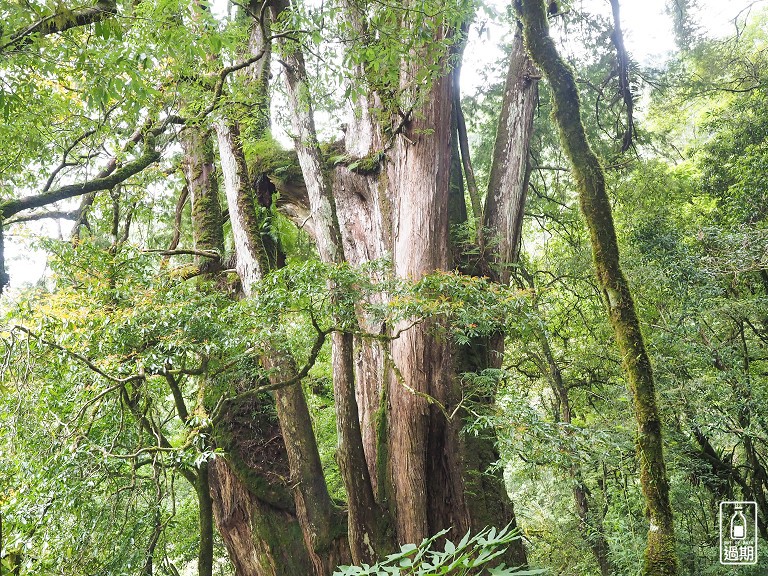 拉拉山神木群步道