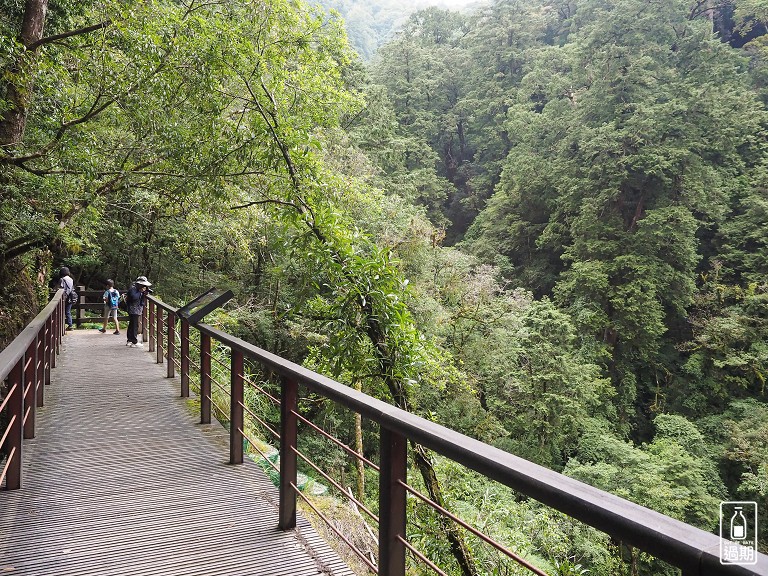 拉拉山神木群步道