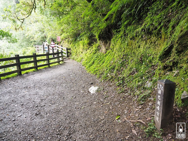 拉拉山神木群步道