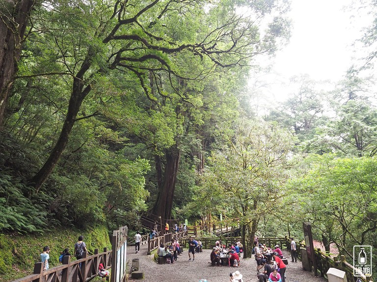 拉拉山神木群步道