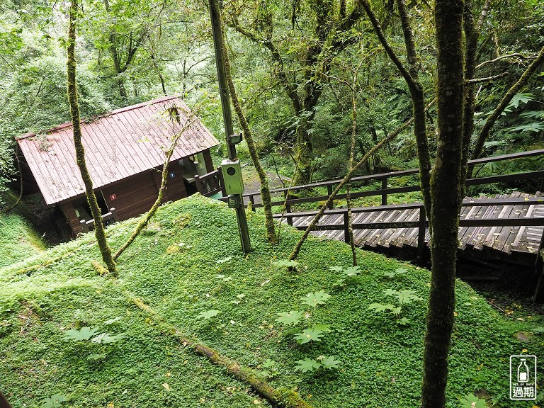 拉拉山神木群步道