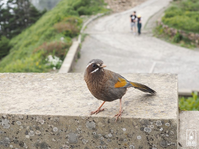 合歡山主峰