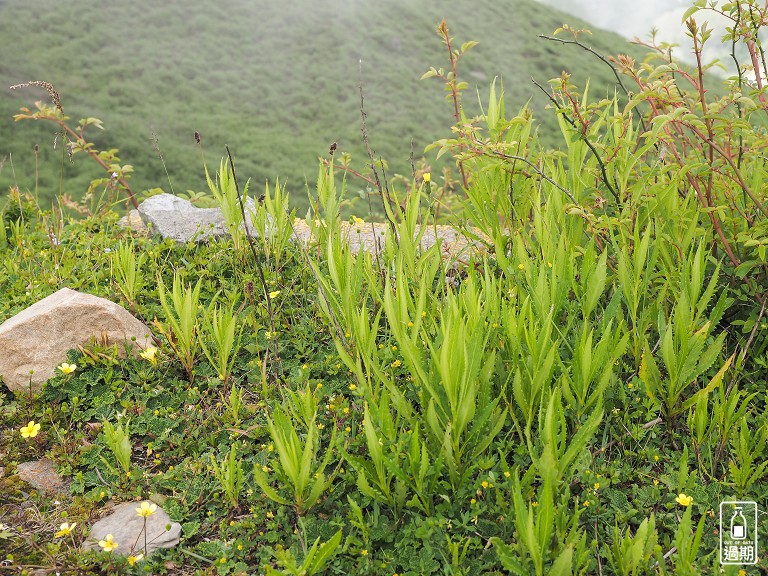 合歡山主峰