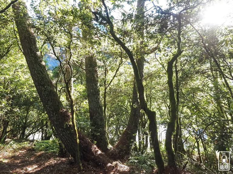 關原森林步道