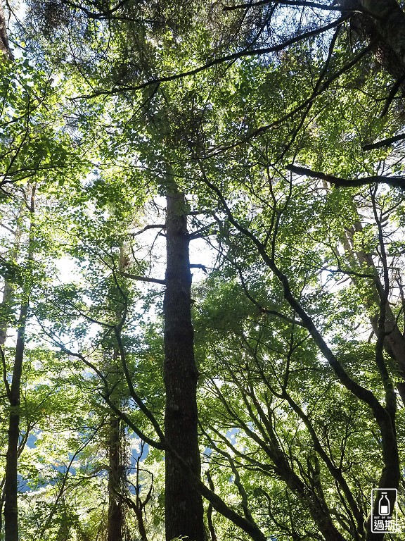 關原森林步道