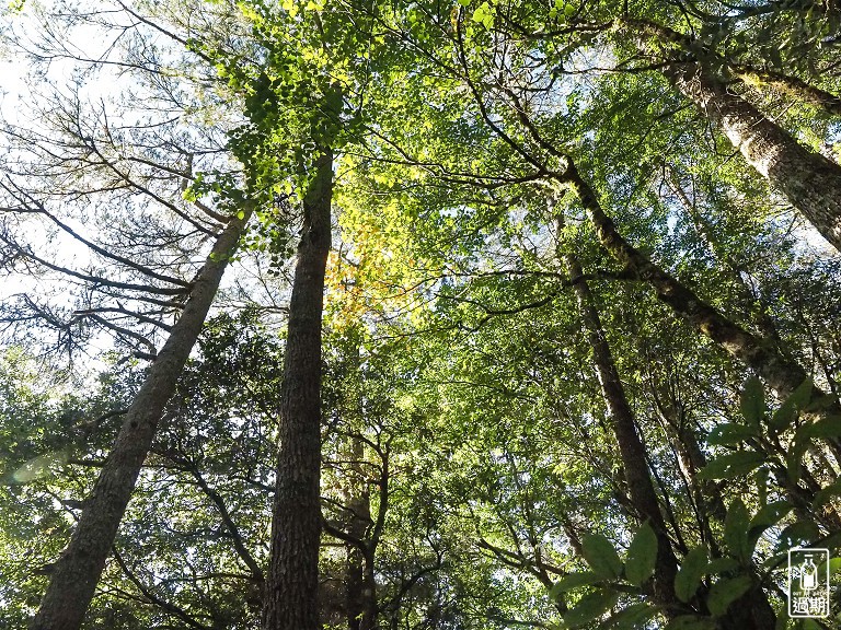 關原森林步道