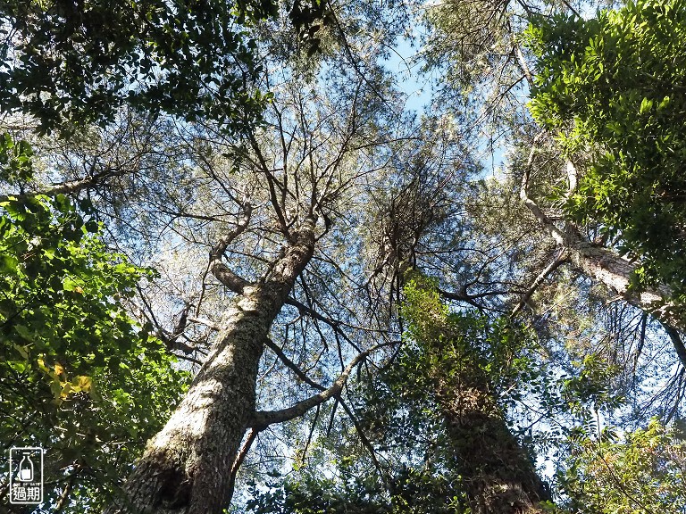 關原森林步道