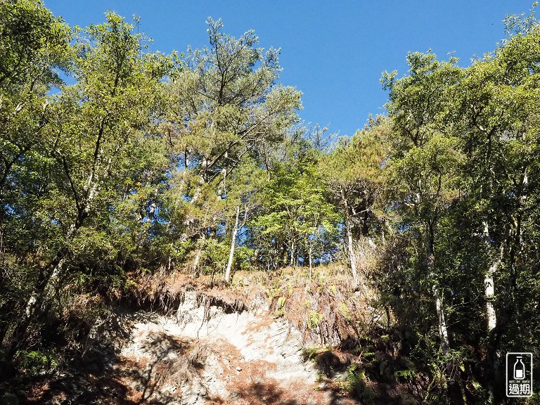 關原森林步道