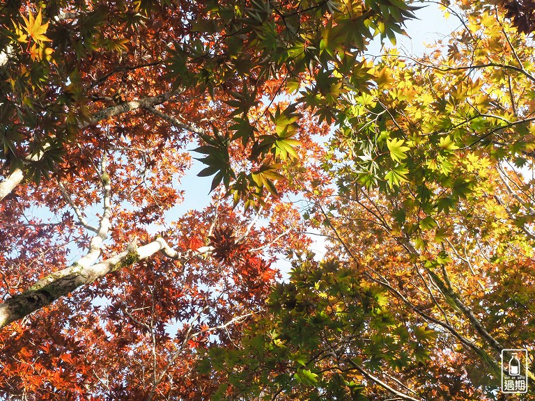 太平山莊紅葉道-鎮安宮-檜木原始林步道