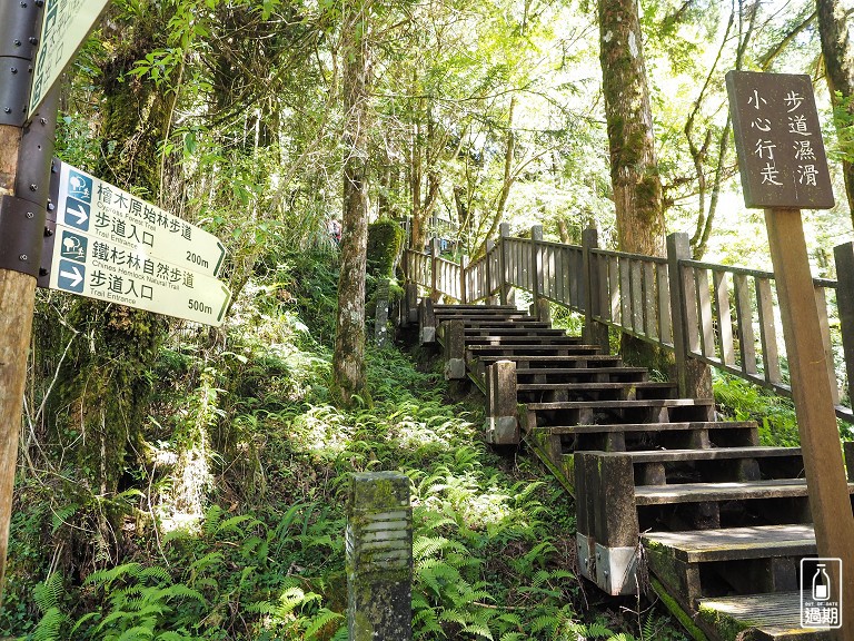 太平山莊紅葉道-鎮安宮-檜木原始林步道