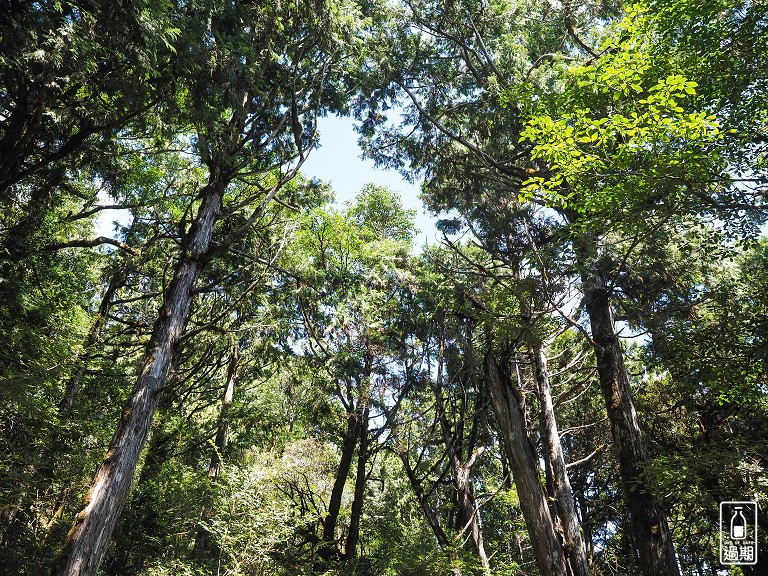 太平山莊紅葉道-鎮安宮-檜木原始林步道