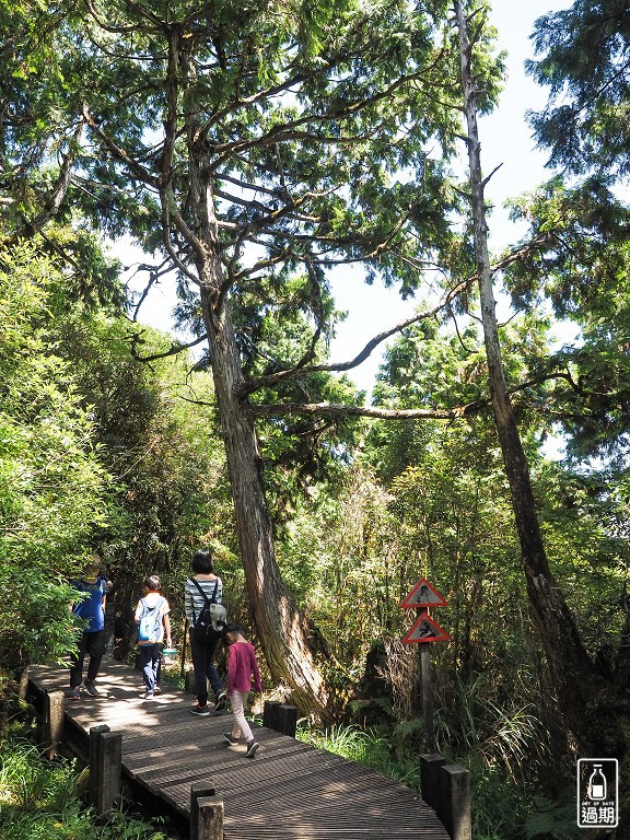 太平山莊紅葉道-鎮安宮-檜木原始林步道