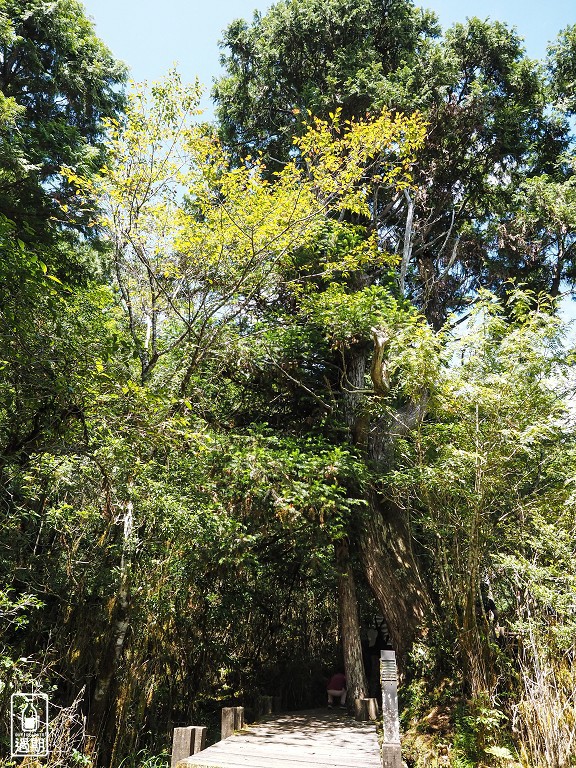 太平山莊紅葉道-鎮安宮-檜木原始林步道