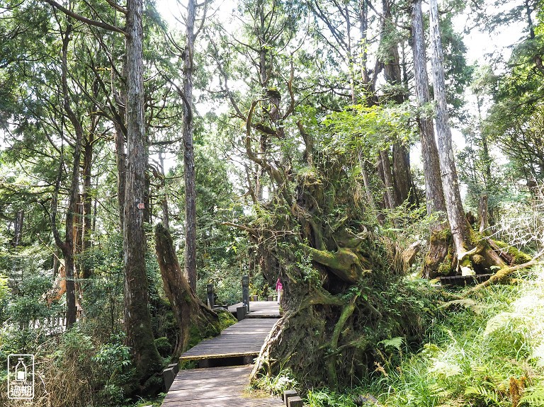 太平山莊紅葉道-鎮安宮-檜木原始林步道