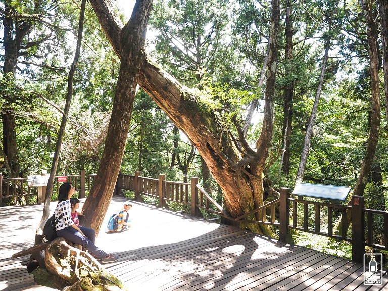 太平山莊紅葉道-鎮安宮-檜木原始林步道