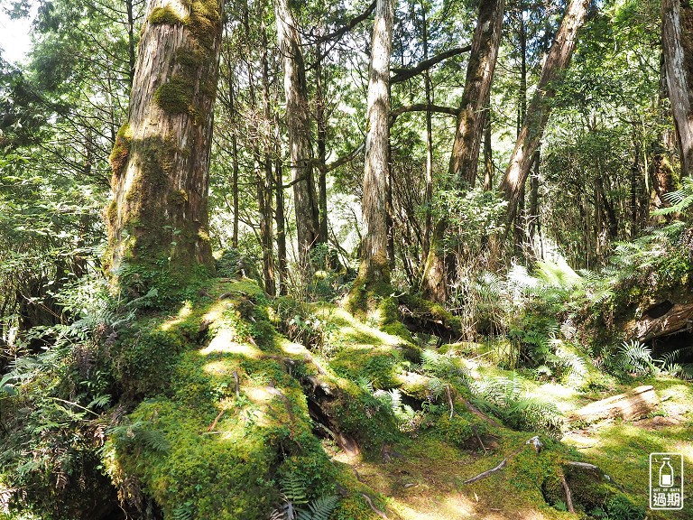 太平山莊紅葉道-鎮安宮-檜木原始林步道