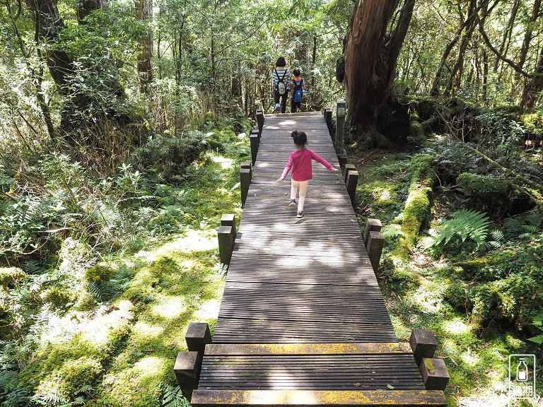 太平山莊紅葉道-鎮安宮-檜木原始林步道