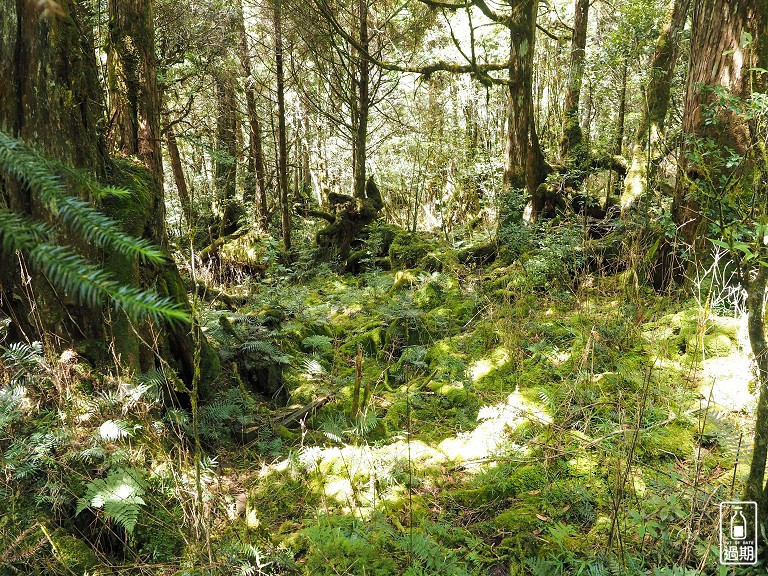 太平山莊紅葉道-鎮安宮-檜木原始林步道