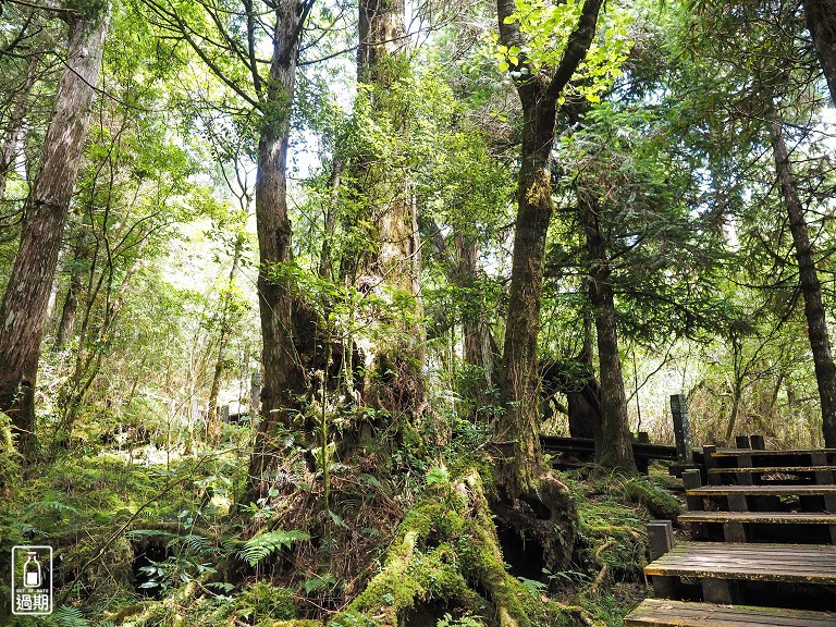 太平山莊紅葉道-鎮安宮-檜木原始林步道