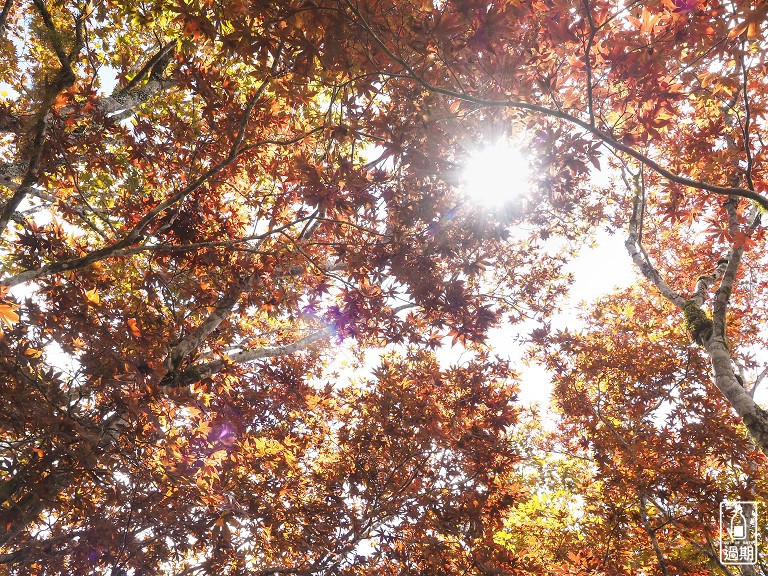 太平山莊紅葉道-鎮安宮-檜木原始林步道