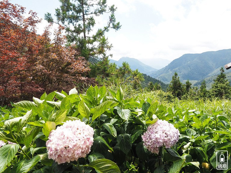 太平山莊紅葉道-鎮安宮-檜木原始林步道