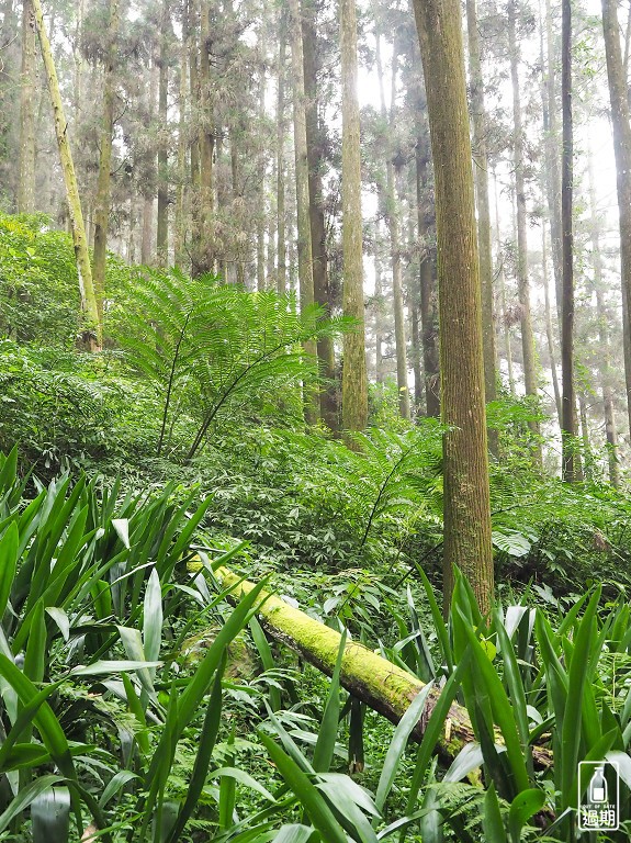 奮起湖老街