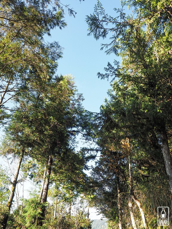 山毛櫸國家步道