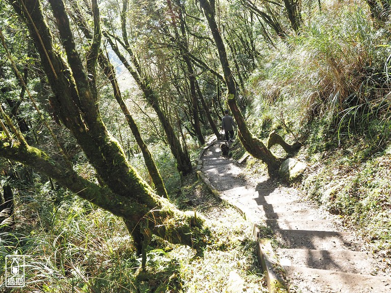 山毛櫸國家步道