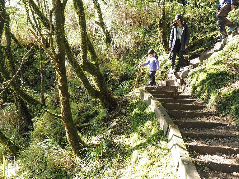 山毛櫸國家步道