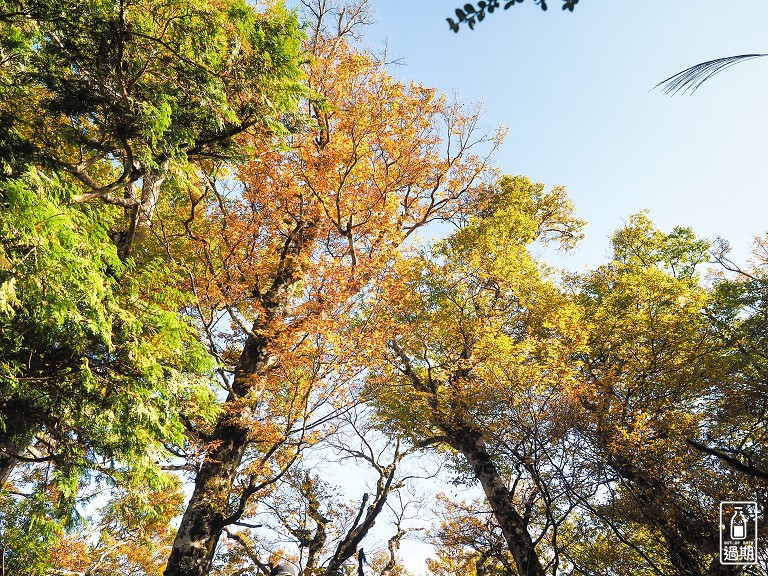 山毛櫸國家步道