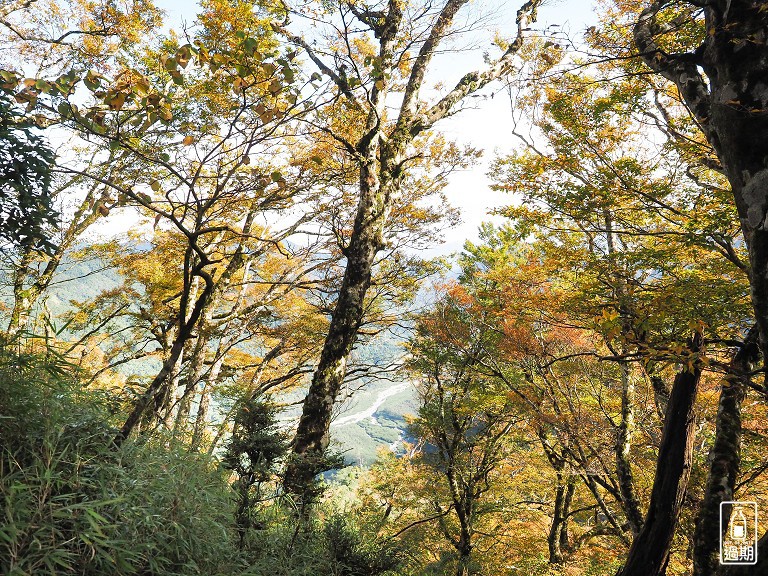 山毛櫸國家步道