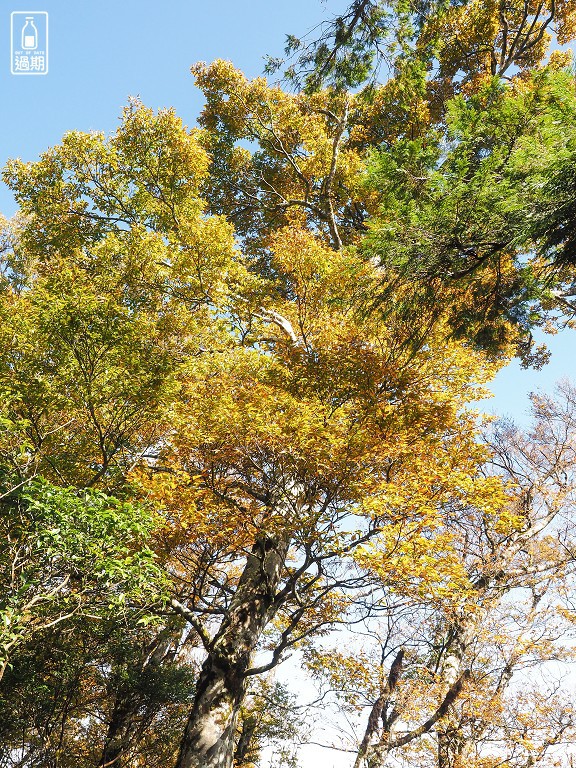 山毛櫸國家步道