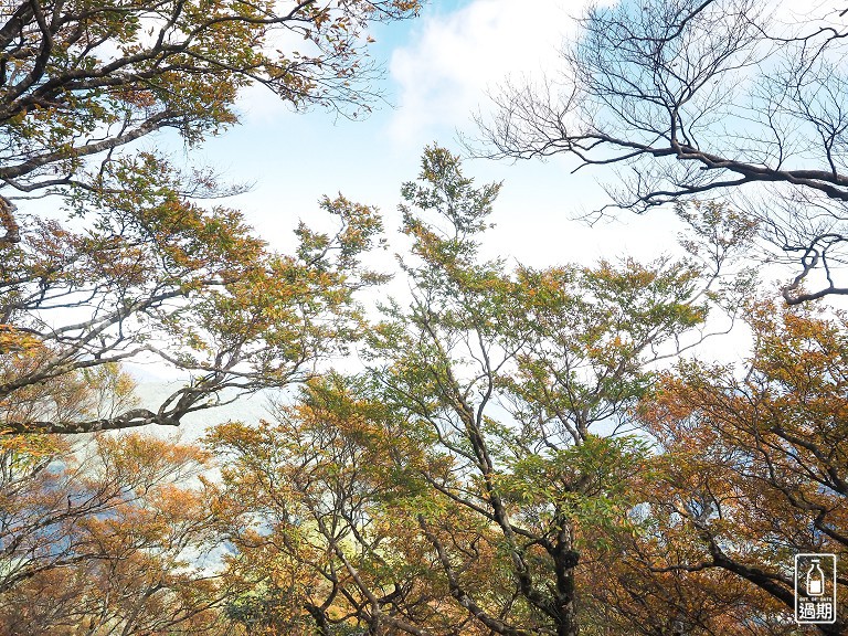 山毛櫸國家步道