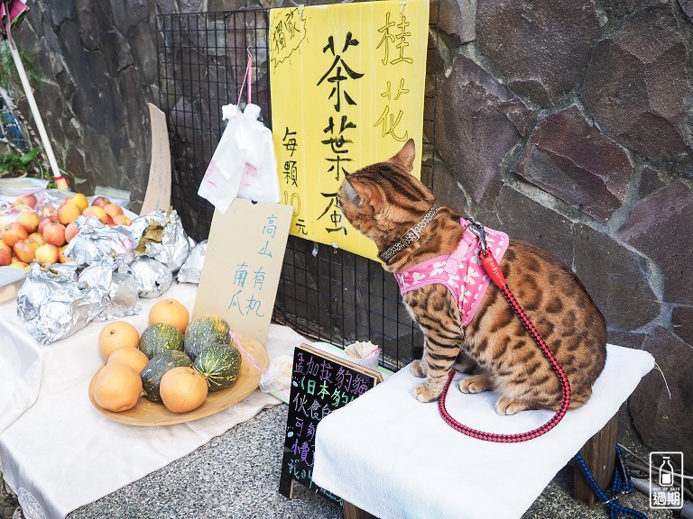 溫泉桂花巷