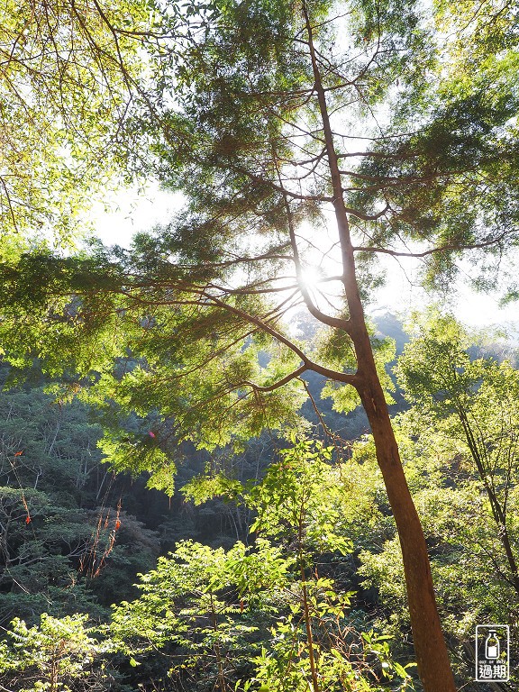 八仙山國家森林遊樂區