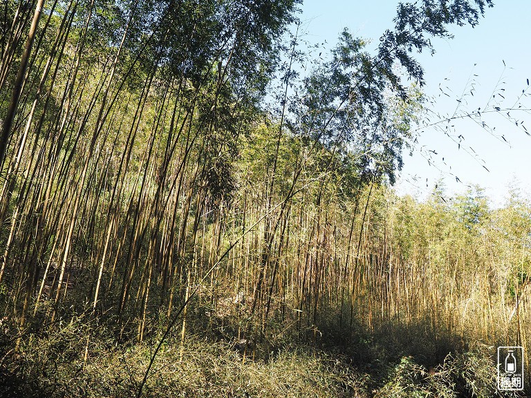 八仙山國家森林遊樂區