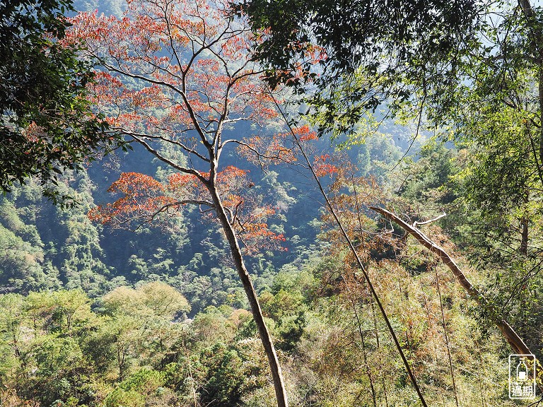 八仙山國家森林遊樂區