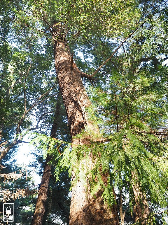 八仙山國家森林遊樂區