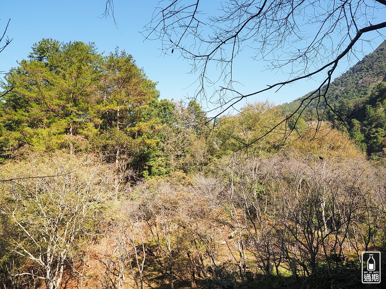 八仙山國家森林遊樂區