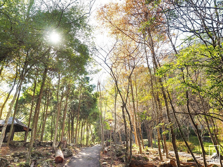 八仙山國家森林遊樂區