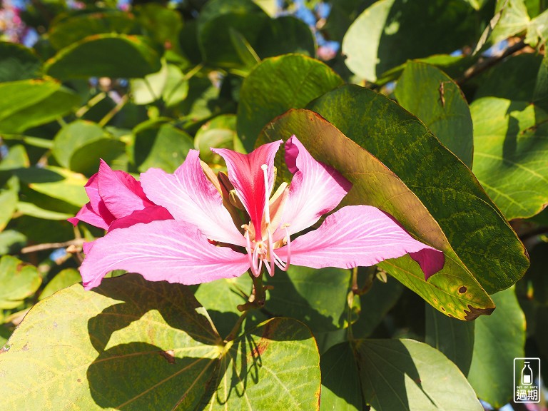 四重溪溫泉公園