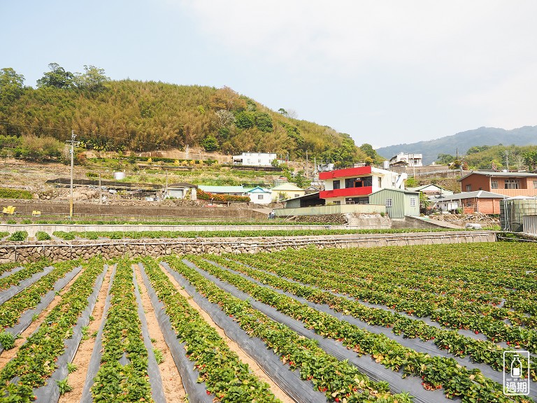 雲夢天草莓園