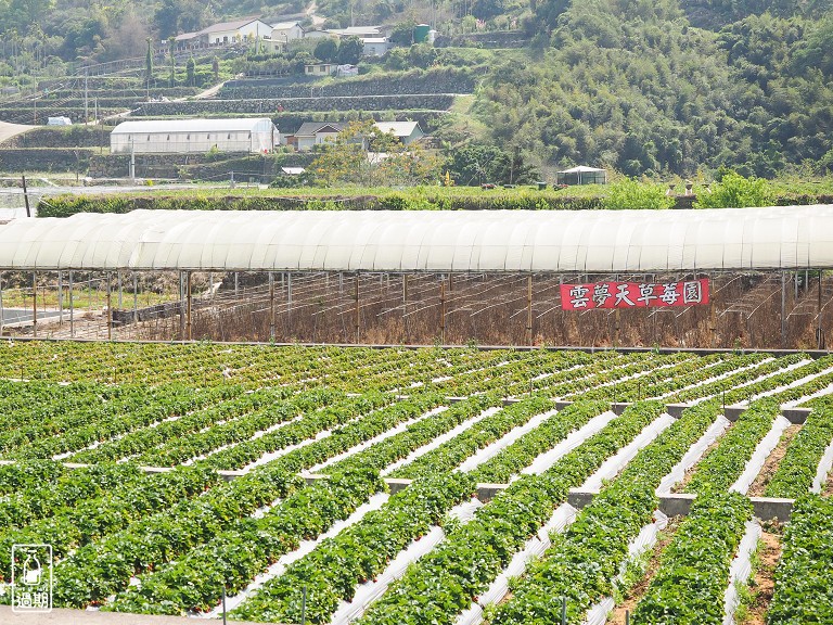 雲夢天草莓園