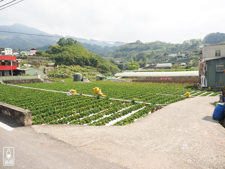 雲夢天草莓園